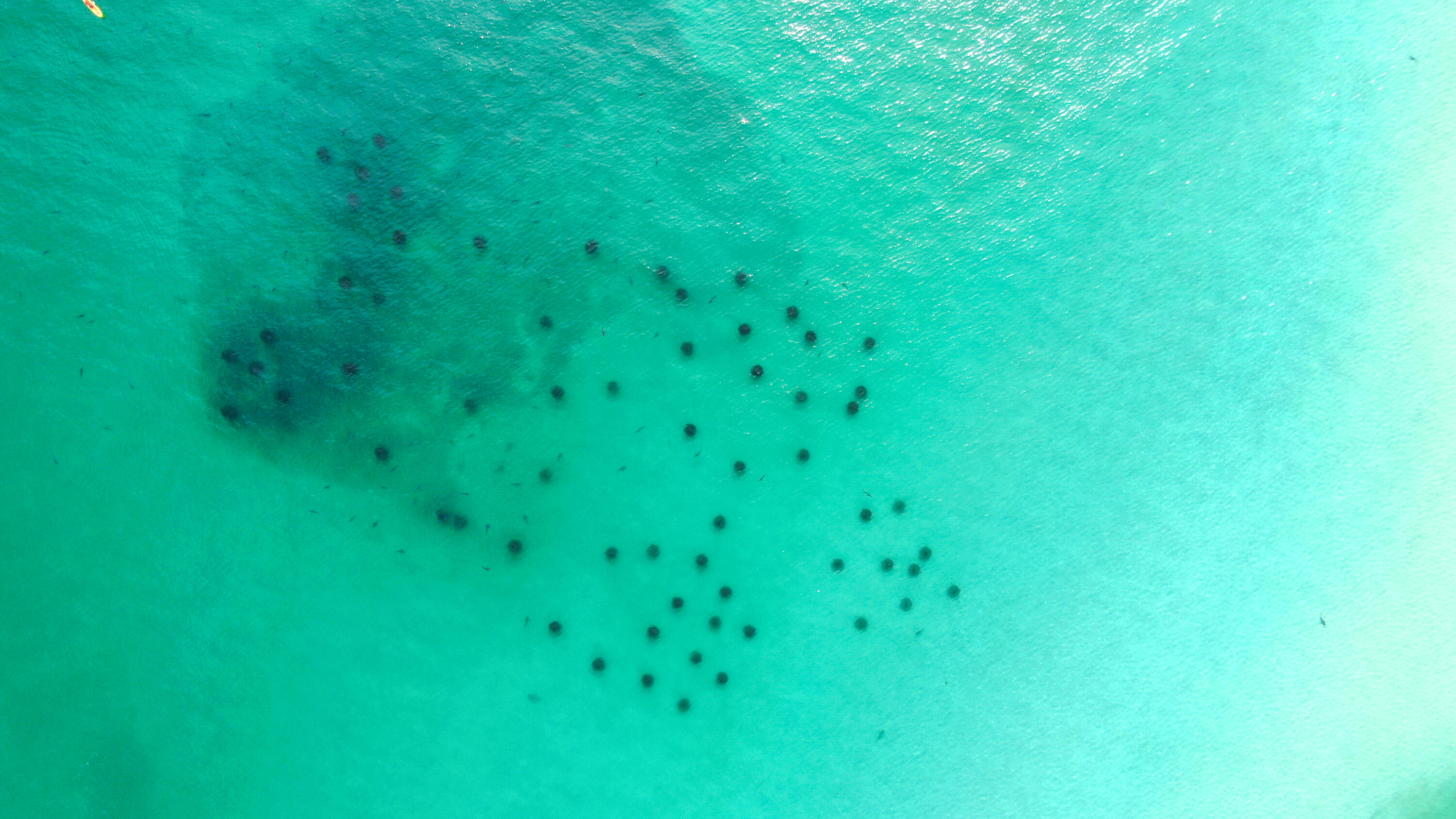 50 Jessica Court Freeport, FL 32439 - Photo 37 of 52 a view of a big yard