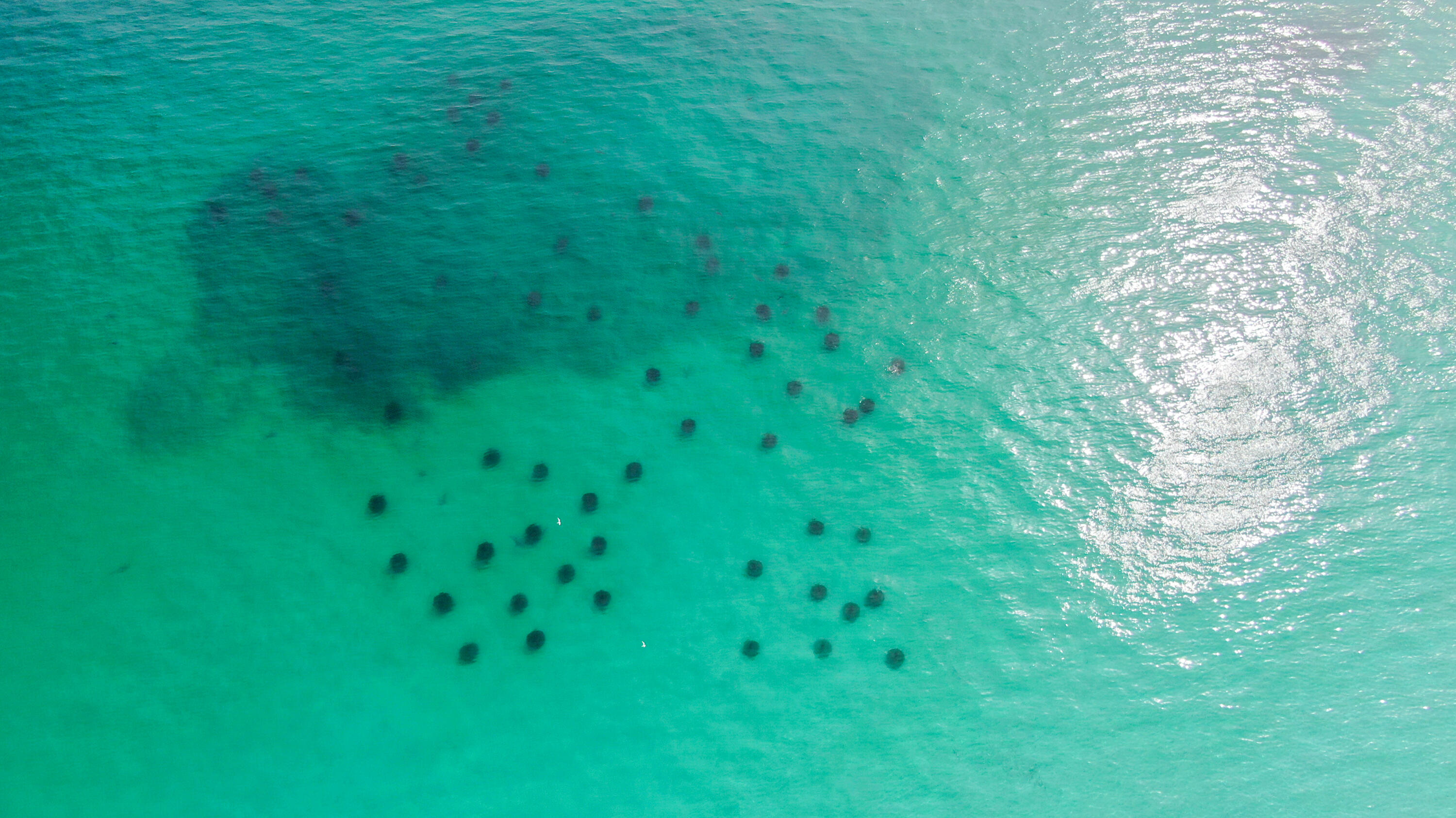 50 Jessica Court Freeport, FL 32439 - Photo 41 of 52 a view of a lush green space