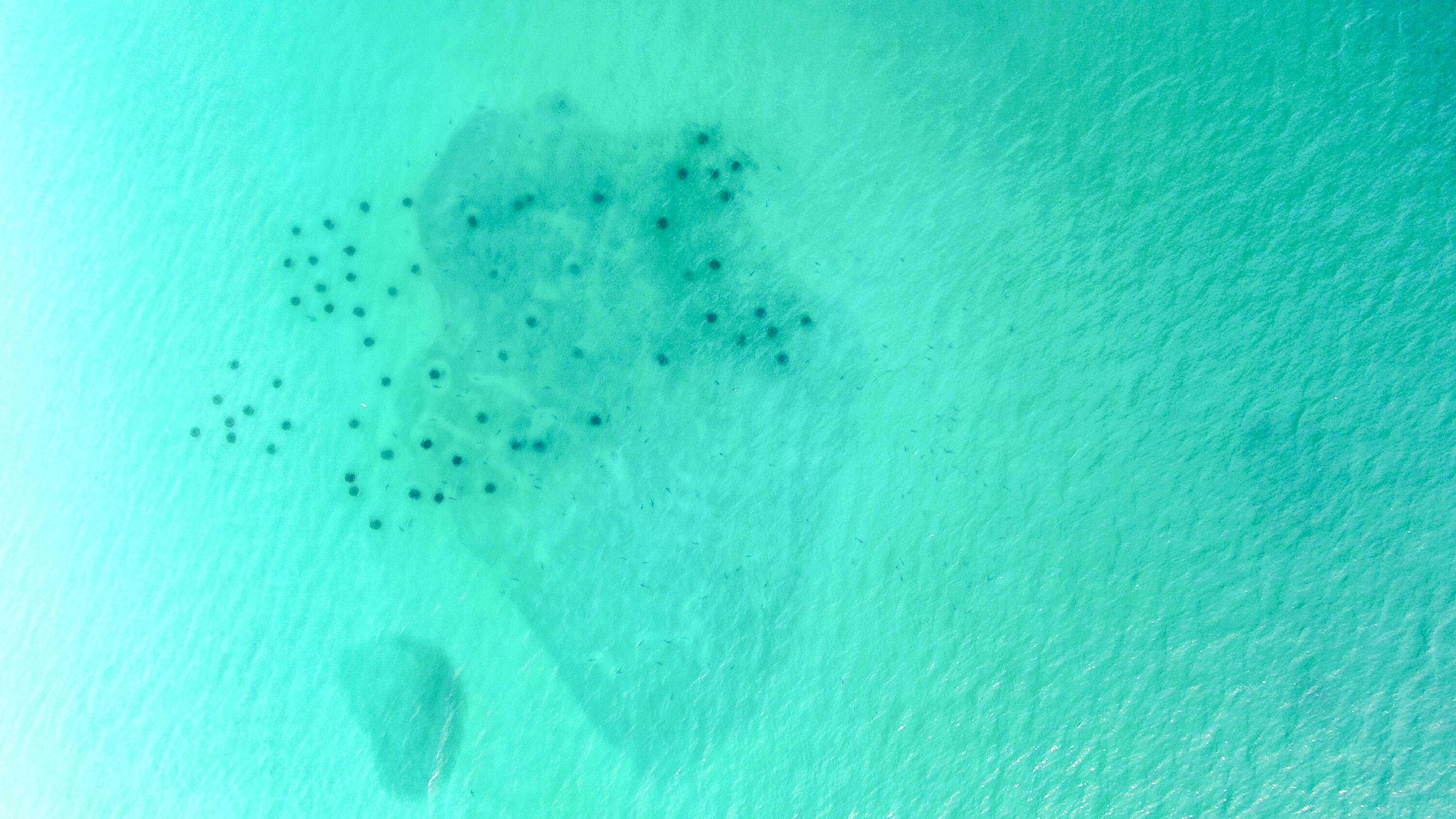 50 Jessica Court Freeport, FL 32439 - Photo 42 of 52 a view of a lush green space