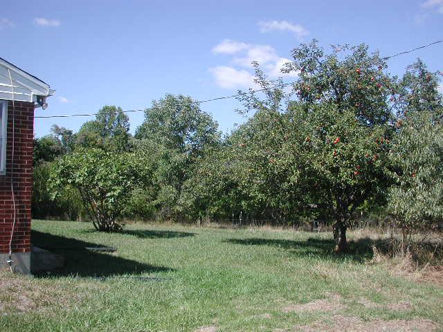 5364 White House Road Moneta, VA 24121 - Photo 4 of 4 Fig & Apple Trees Right in Backyard!