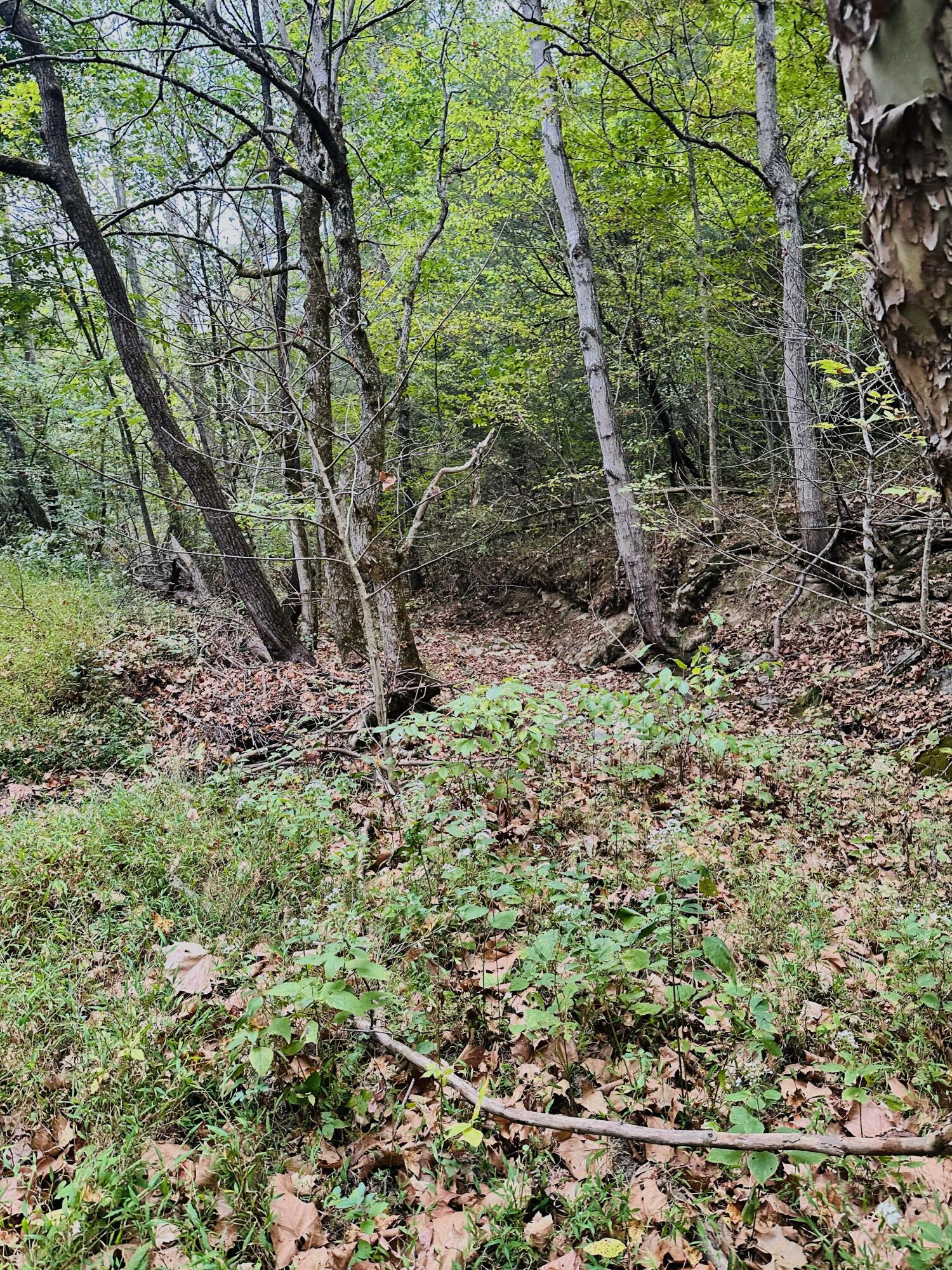 203 Chaplin Road Willisburg, KY 40078 - Photo 58 of 77 IMG_8336