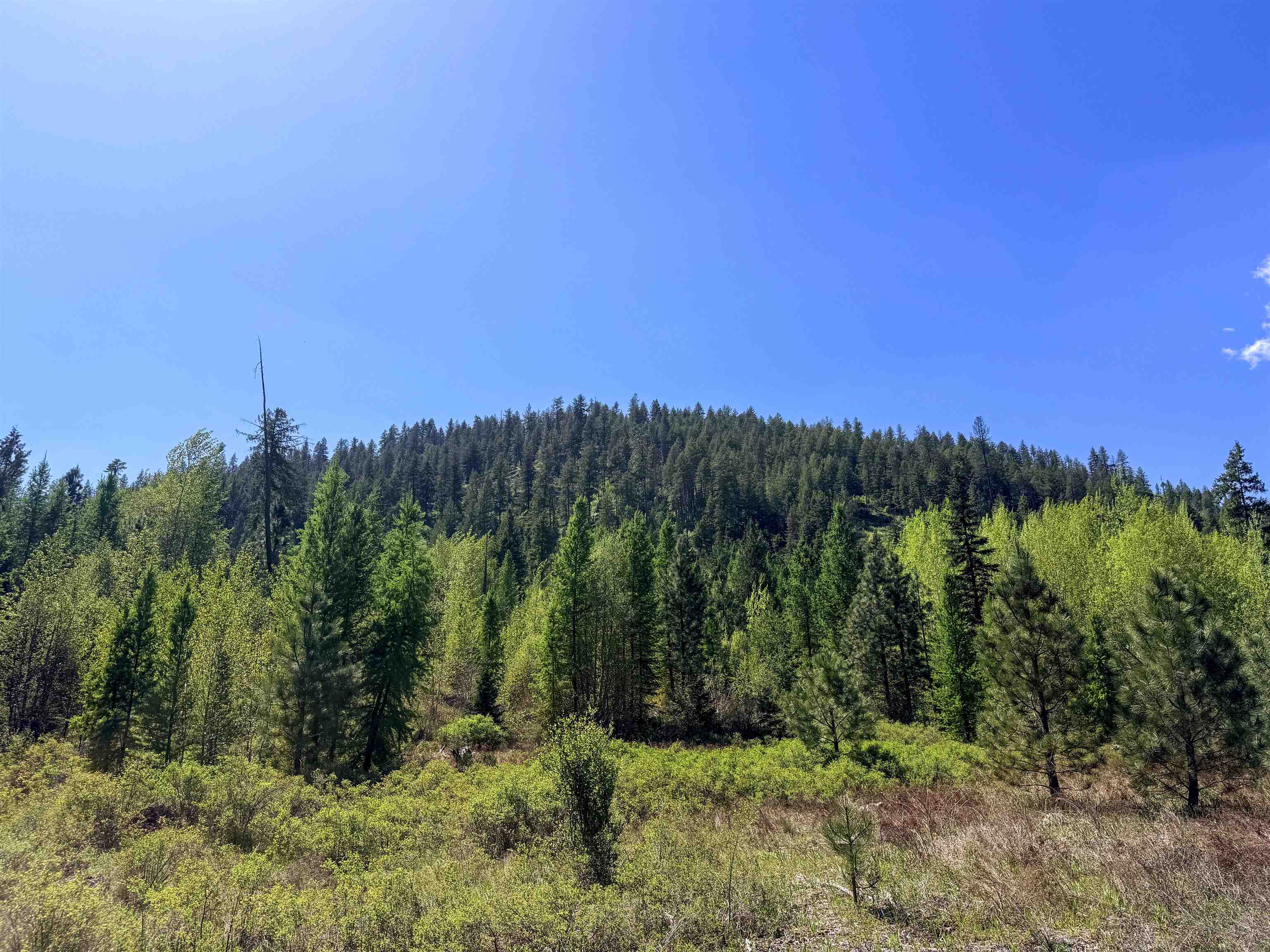 3499-tbd Waitts Lk S Road Valley, WA 99181 - Photo 11 of 32