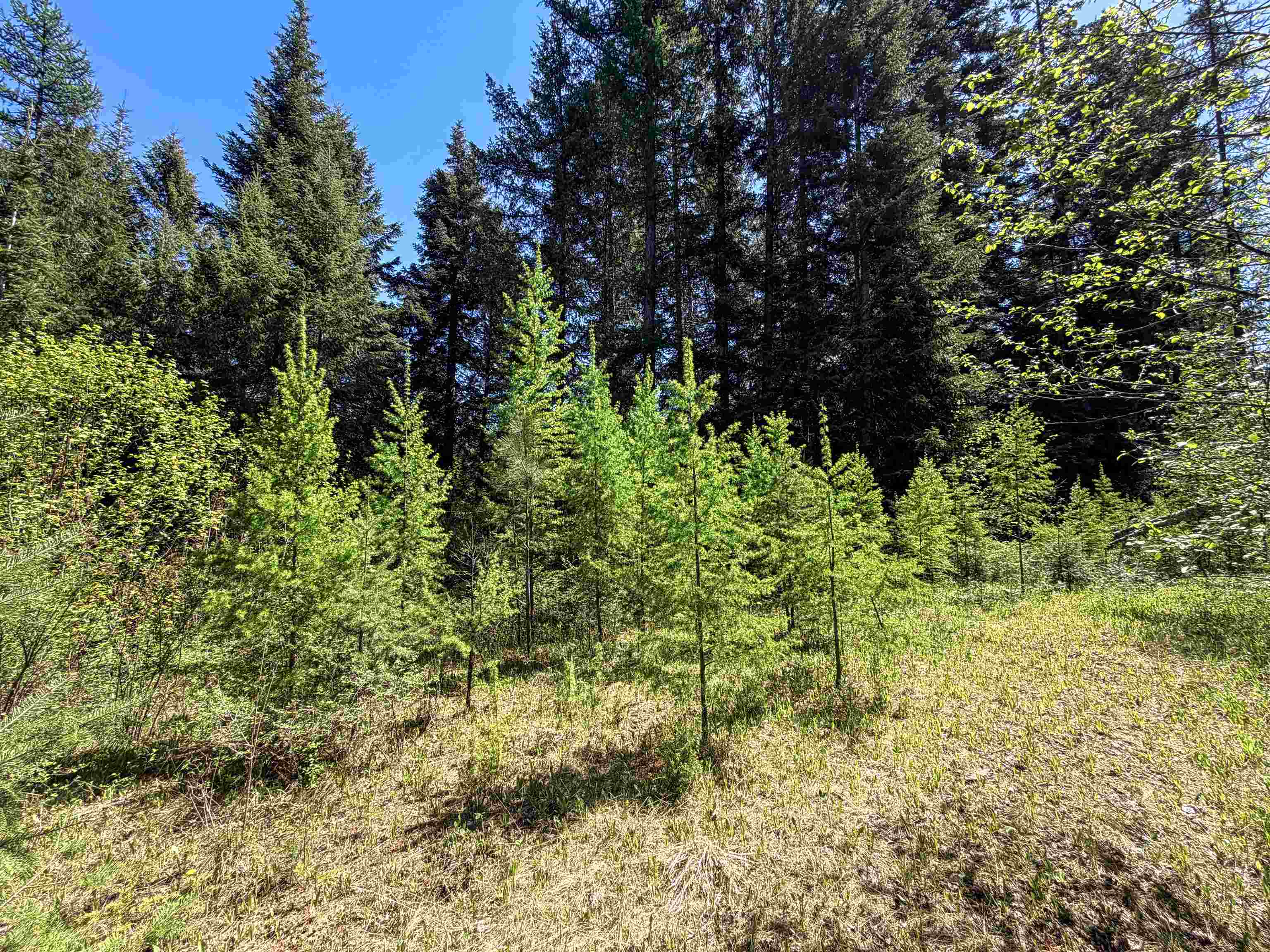 3499-tbd Waitts Lk S Road Valley, WA 99181 - Photo 14 of 32