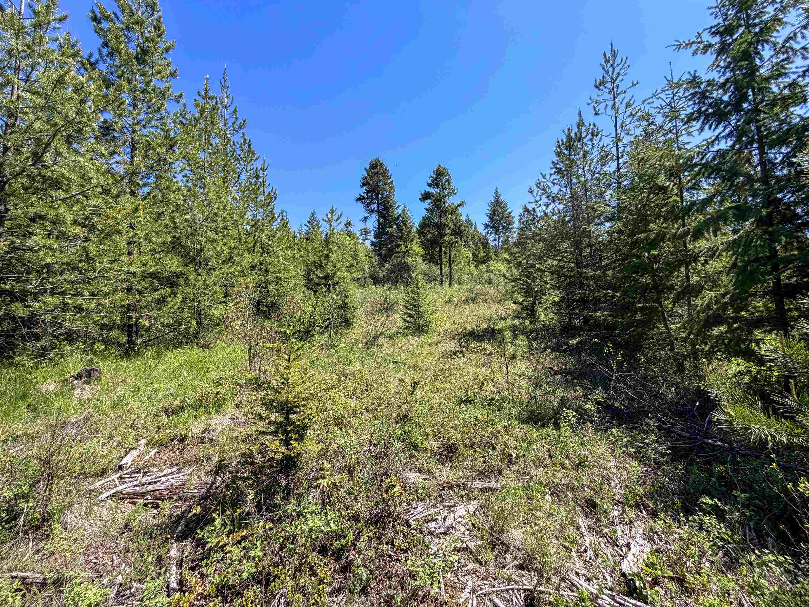 3499-tbd Waitts Lk S Road Valley, WA 99181 - Photo 21 of 32