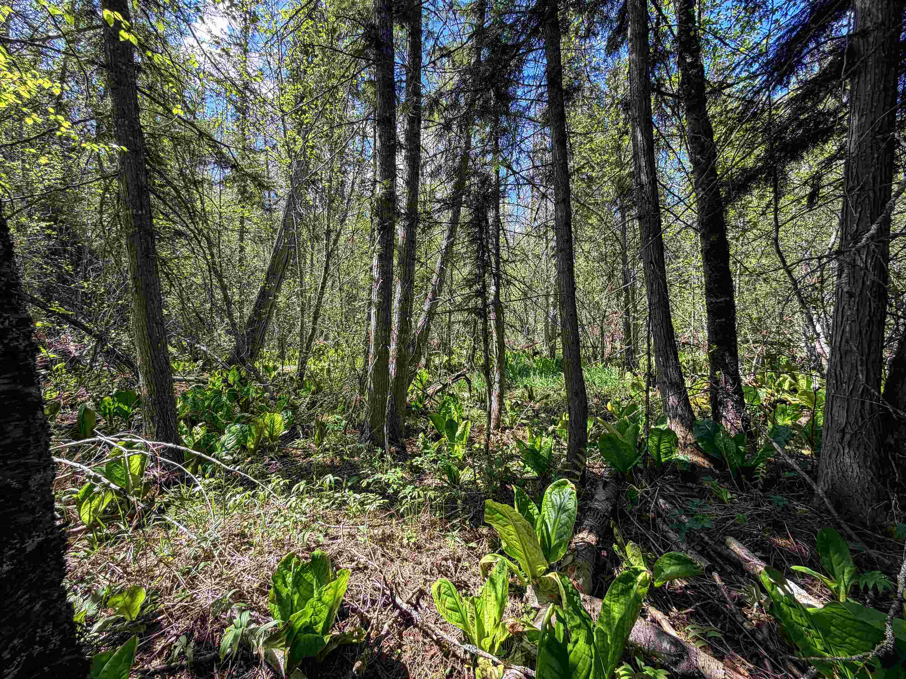 3499-tbd Waitts Lk S Road Valley, WA 99181 - Photo 32 of 32