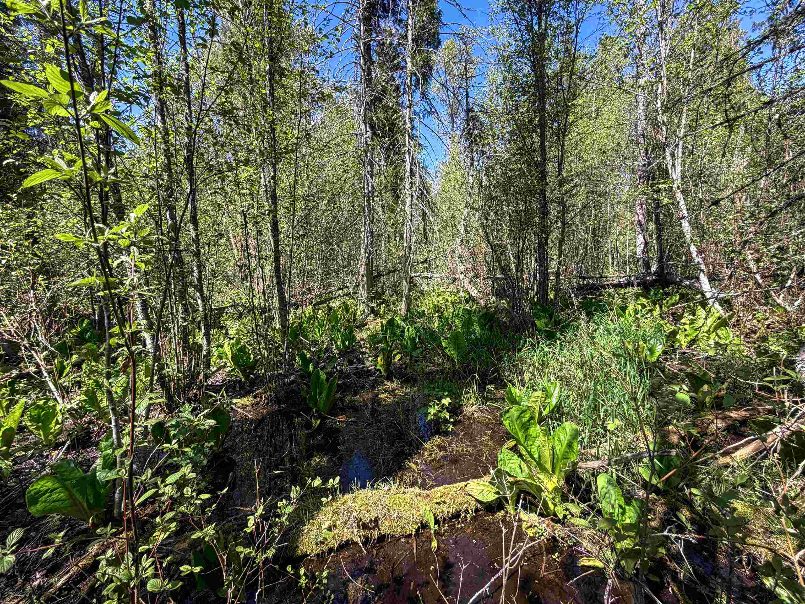3499-tbd Waitts Lk S Road Valley, WA 99181 - Photo 5 of 32