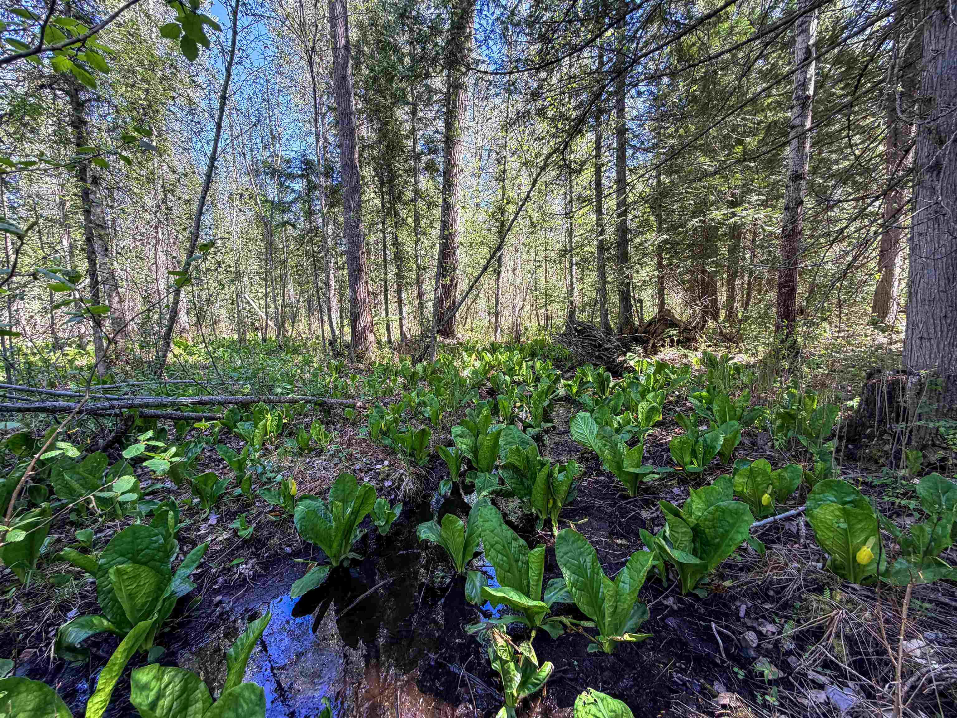3499-tbd Waitts Lk S Road Valley, WA 99181 - Photo 6 of 32