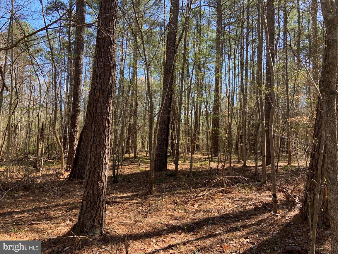Watt Abbitt Road Appomattox, VA 24522 - Photo 11 of 35 a view of a backyard