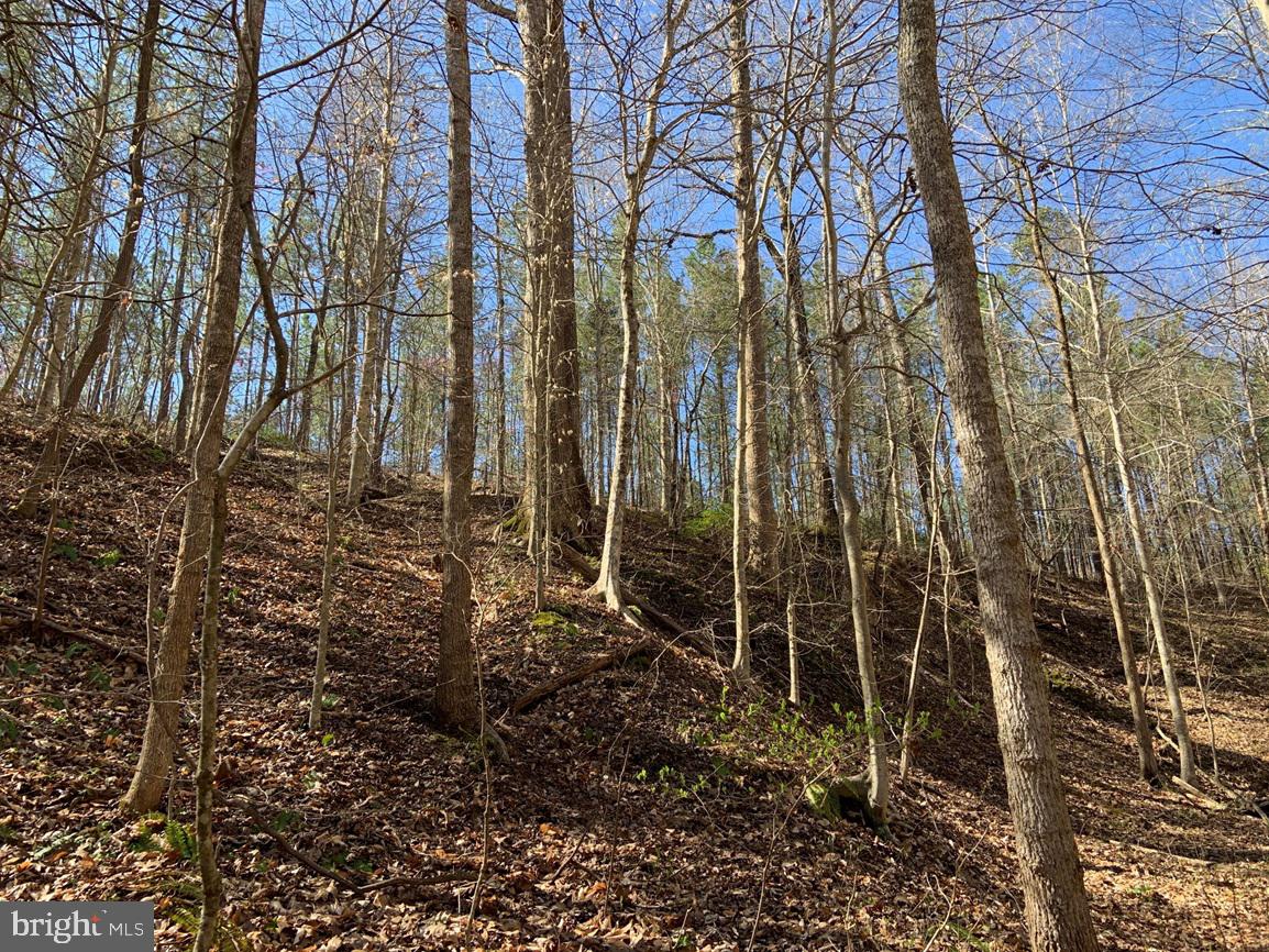 Watt Abbitt Road Appomattox, VA 24522 - Photo 12 of 35 a view of a backyard