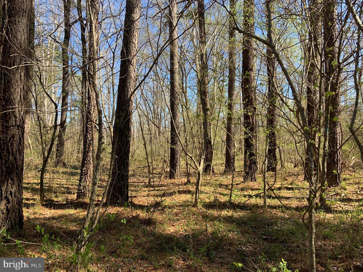 Watt Abbitt Road Appomattox, VA 24522 - Photo 13 of 35 a view of outdoor space