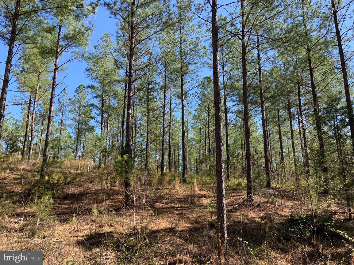 Watt Abbitt Road Appomattox, VA 24522 - Photo 17 of 35 a view of a forest