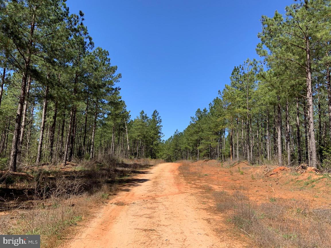 Watt Abbitt Road Appomattox, VA 24522 - Photo 22 of 35 a view of outdoor space with trees