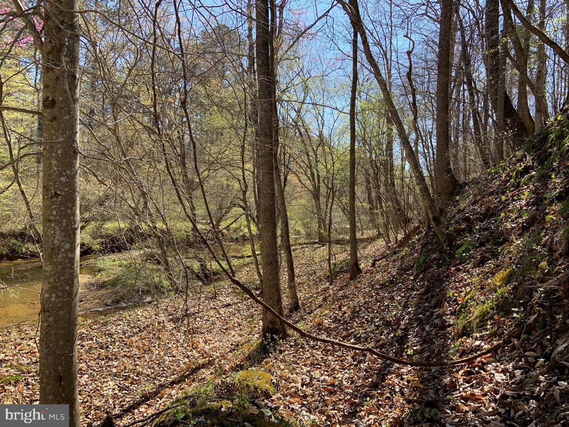 Watt Abbitt Road Appomattox, VA 24522 - Photo 30 of 35 a view of a forest that has tall trees