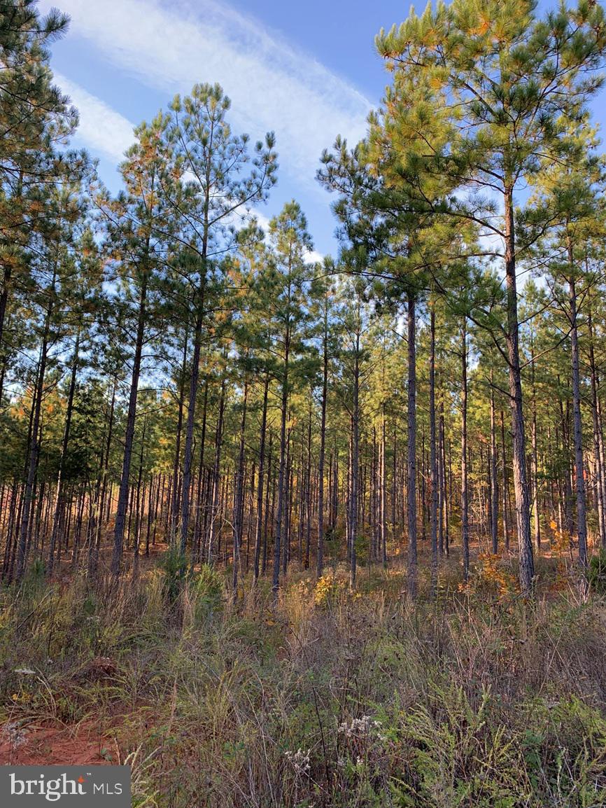 Watt Abbitt Road Appomattox, VA 24522 - Photo 33 of 35 a view of a yard with trees