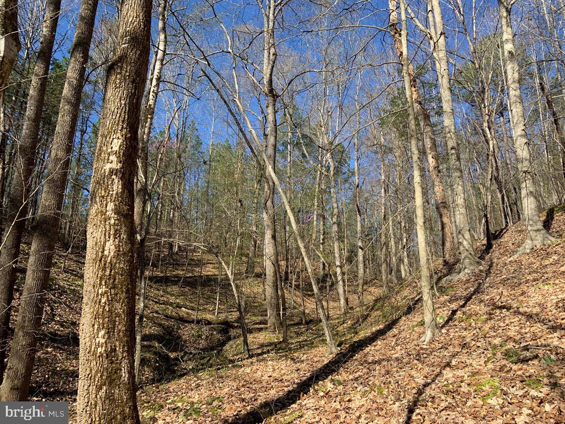 Watt Abbitt Road Appomattox, VA 24522 - Photo 9 of 35 a view of a yard