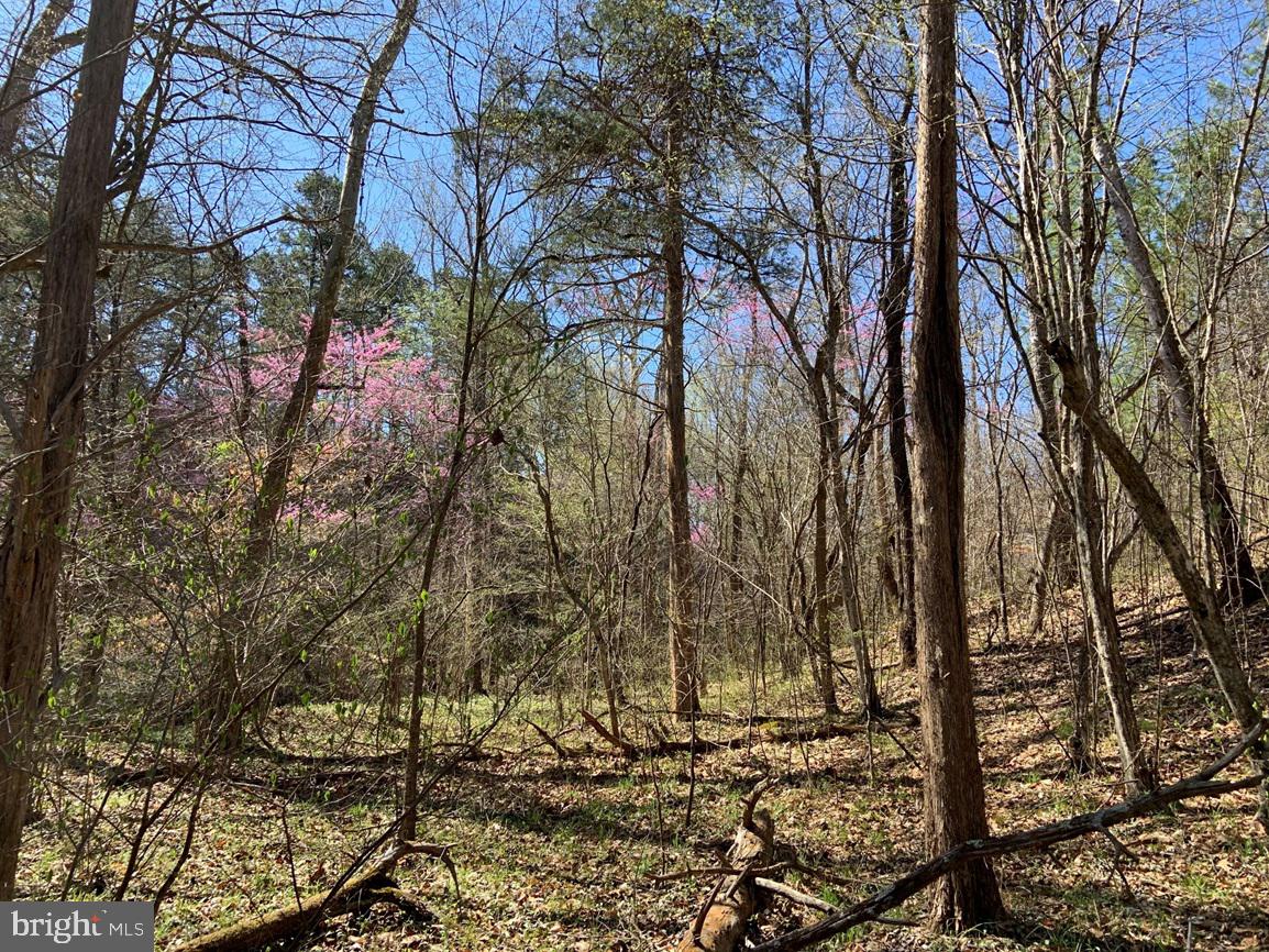 Watt Abbitt Road Appomattox, VA 24522 - Photo 10 of 35 a backyard of a house with lots of green space