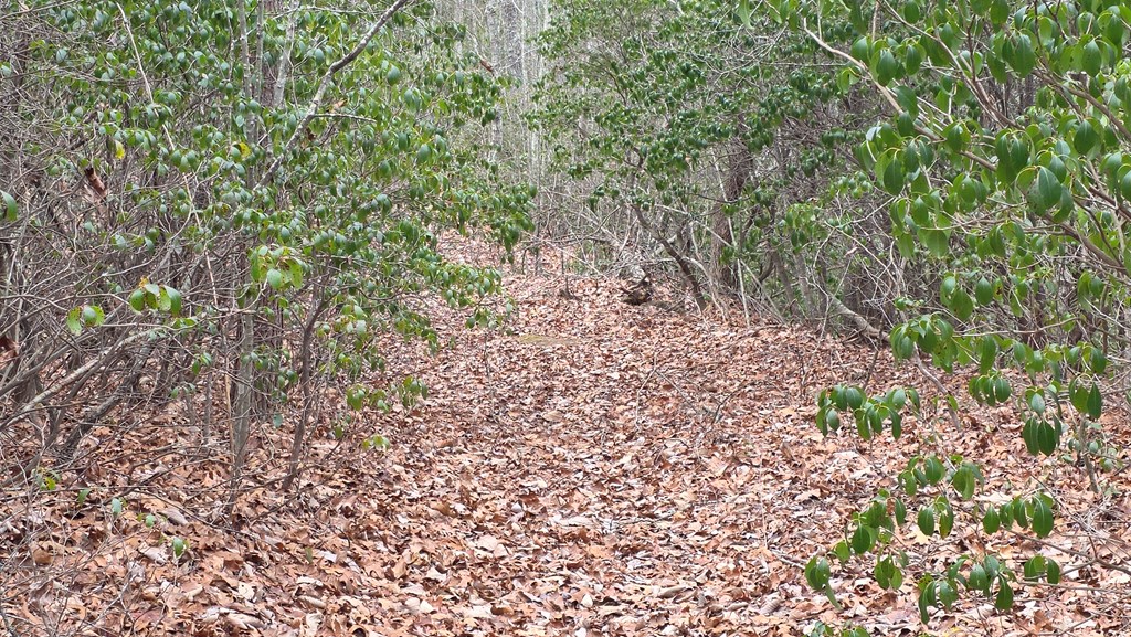 35-ac Ducks Nest Road Turtletown, TN 37391 - Photo 12 of 29 a view of a yard with a plant