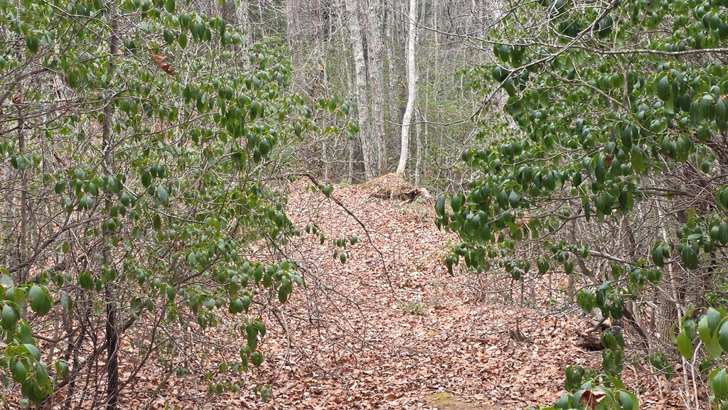 35-ac Ducks Nest Road Turtletown, TN 37391 - Photo 13 of 29 a view of a garden with plants