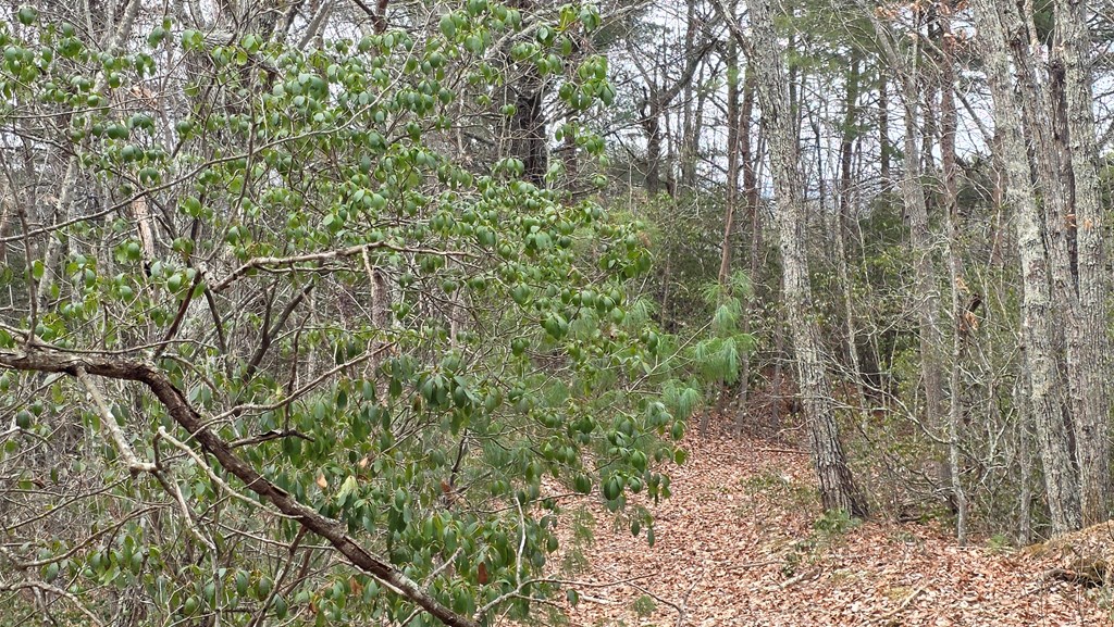 35-ac Ducks Nest Road Turtletown, TN 37391 - Photo 14 of 29 a view of a forest with large trees