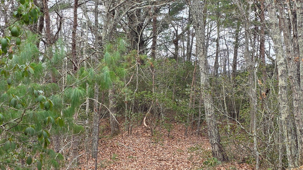 35-ac Ducks Nest Road Turtletown, TN 37391 - Photo 15 of 29 a view of a forest with trees in the background