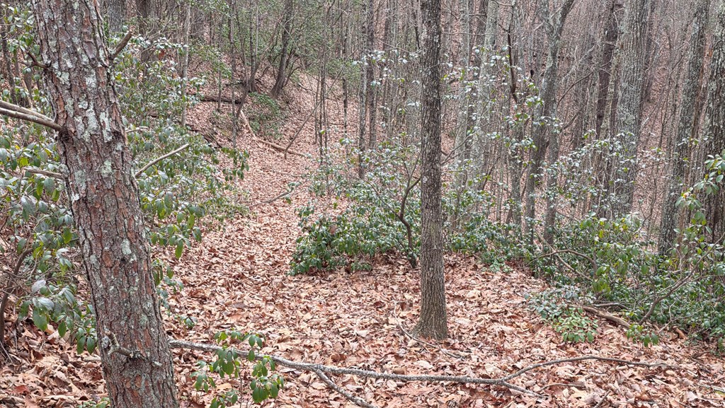 35-ac Ducks Nest Road Turtletown, TN 37391 - Photo 16 of 29 a view of a forest with trees