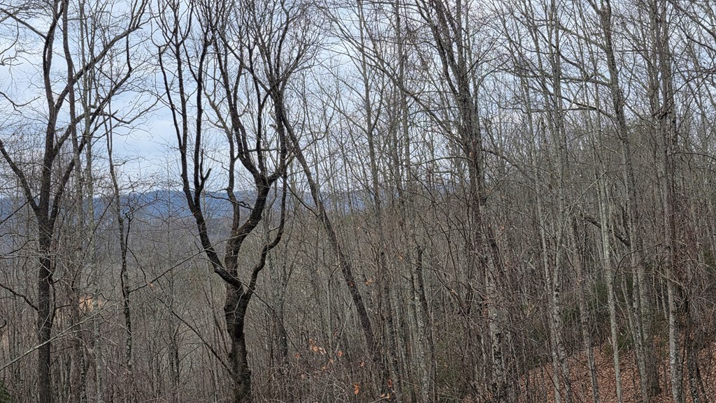 35-ac Ducks Nest Road Turtletown, TN 37391 - Photo 26 of 29 a view of trees with a yard