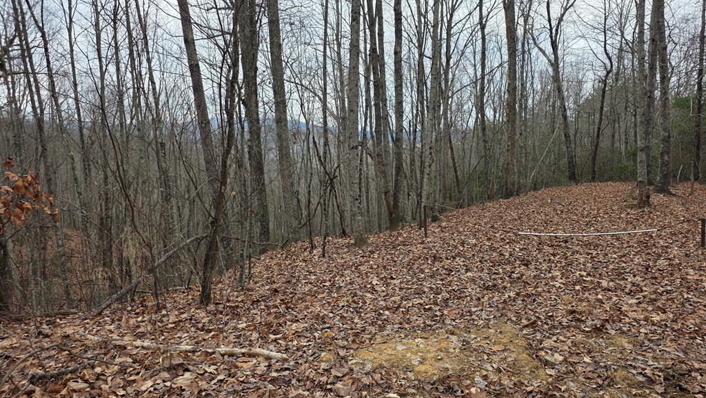 35-ac Ducks Nest Road Turtletown, TN 37391 - Photo 3 of 29 a view of a backyard of the trees