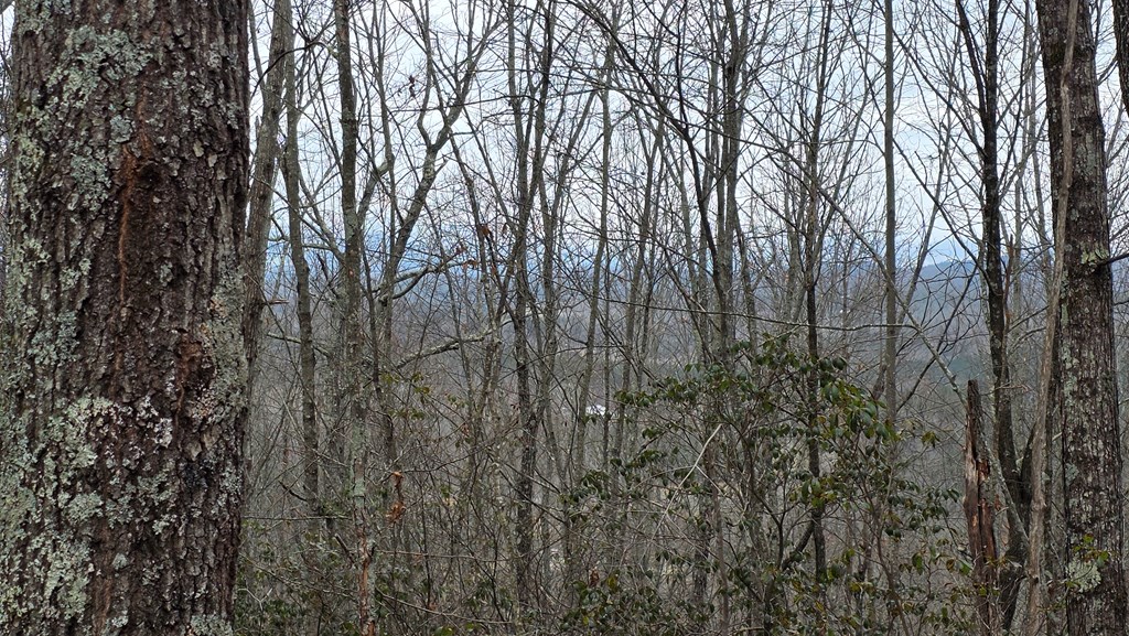 35-ac Ducks Nest Road Turtletown, TN 37391 - Photo 8 of 29 a view of forest