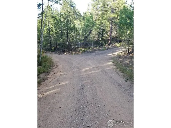 a view of a forest with trees in the background