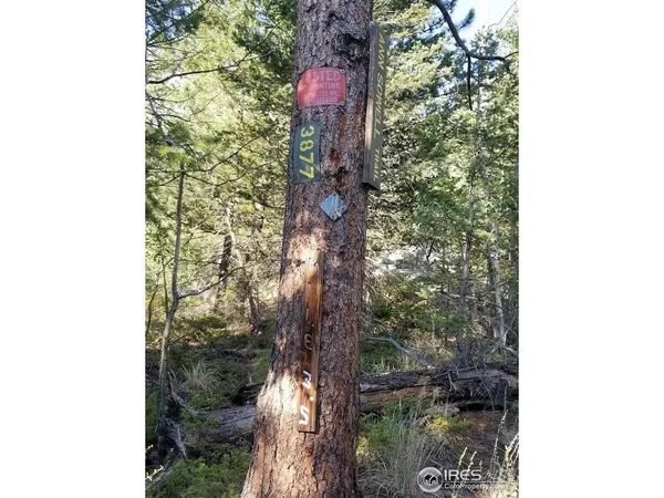 a picture of a tree