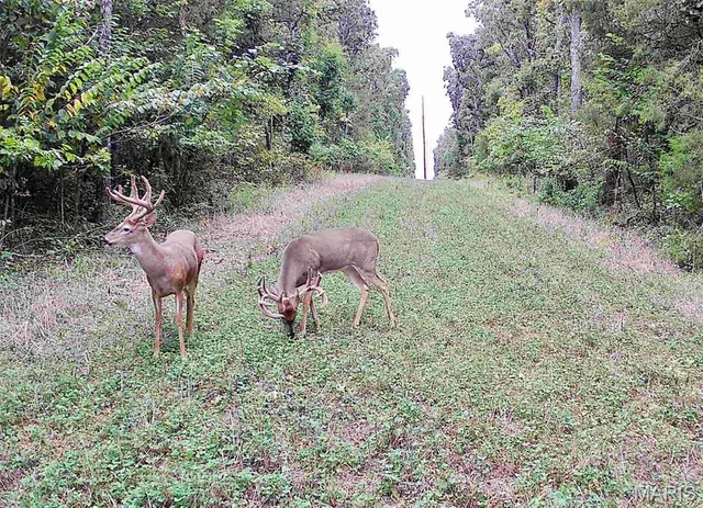 $159,900 | 227 Champion Oak Trail, Gerald, MO 63037