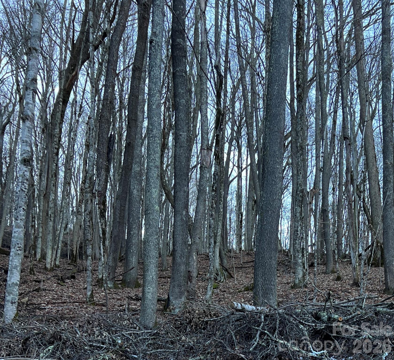 0 Foxden Road, Unit 109 Mars Hill, NC 28754 - Photo 4 of 10 a view of forest