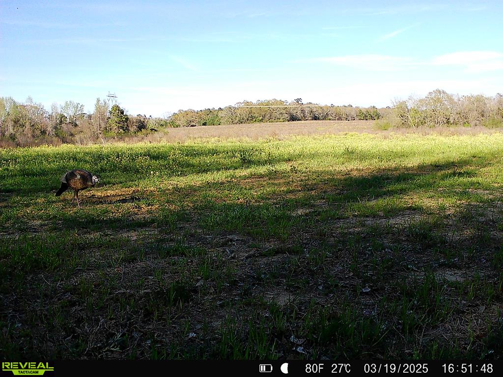 0 Macedonia Ch Road Columbia, AL 36319 - Photo 57 of 61