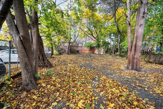 a view of a yard with plants and trees