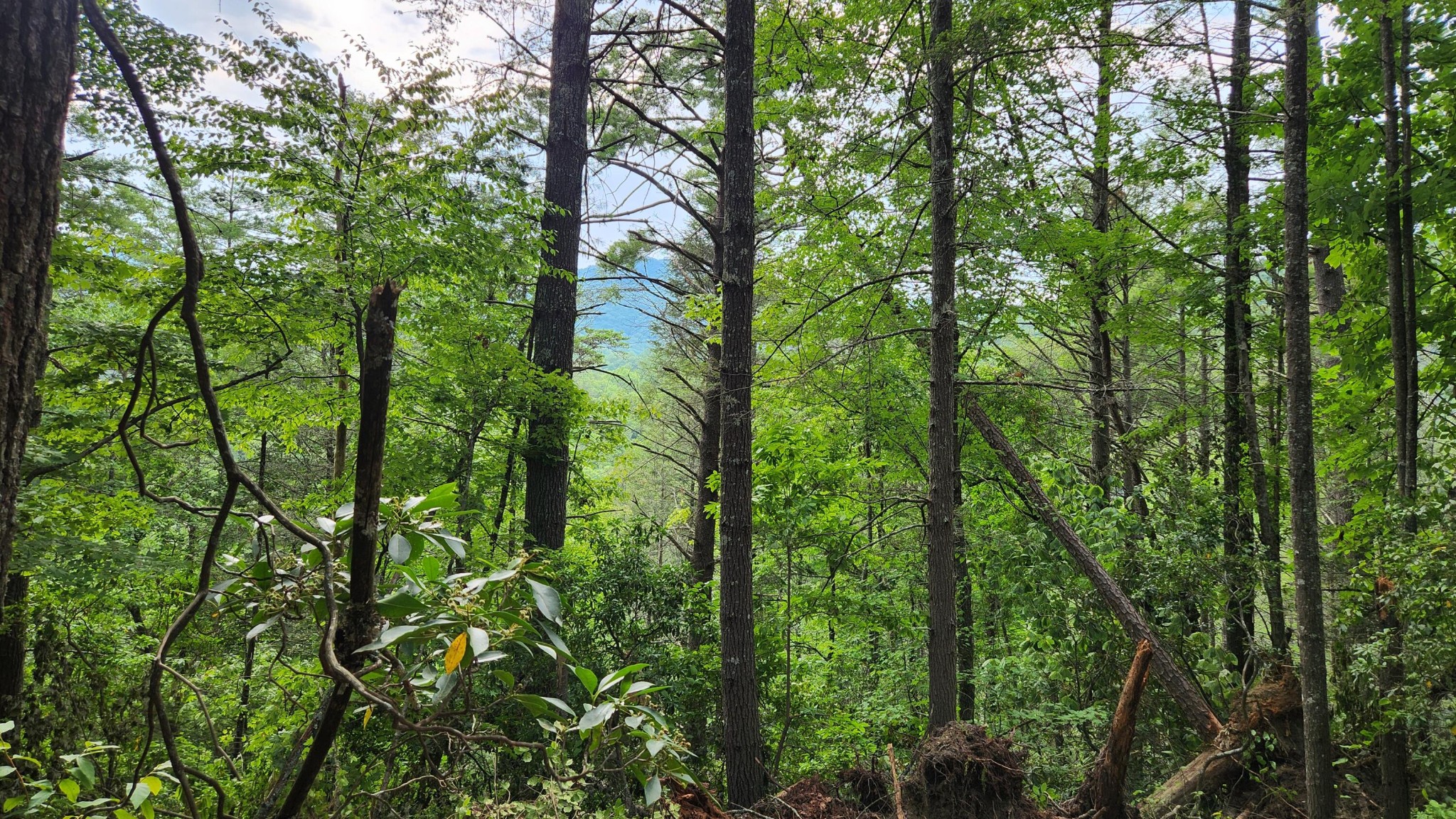 0 Tumbling Creek Road Copperhill, TN 37317 - Photo 34 of 62