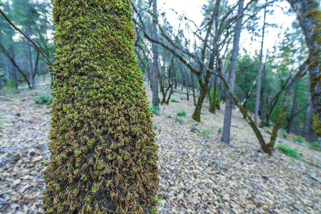 1355 East Weimar Cross Road Colfax, CA 95713 - Photo 12 of 41