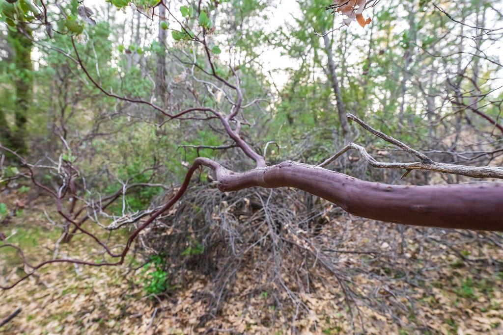 1355 East Weimar Cross Road Colfax, CA 95713 - Photo 18 of 41