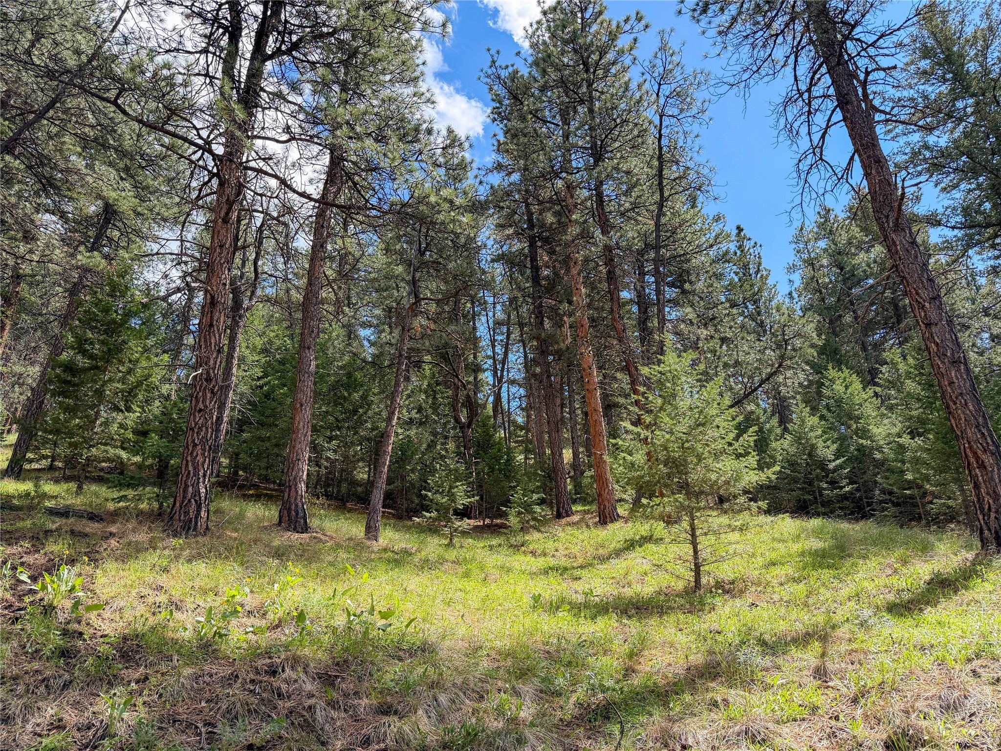 Tbd Dearborn River Road Cascade, MT 59421 - Photo 21 of 23 Gallery Image 21