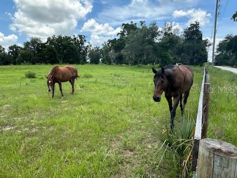 14854 Northeast Jacksonville Road Citra, FL 32113 - Photo 6 of 7