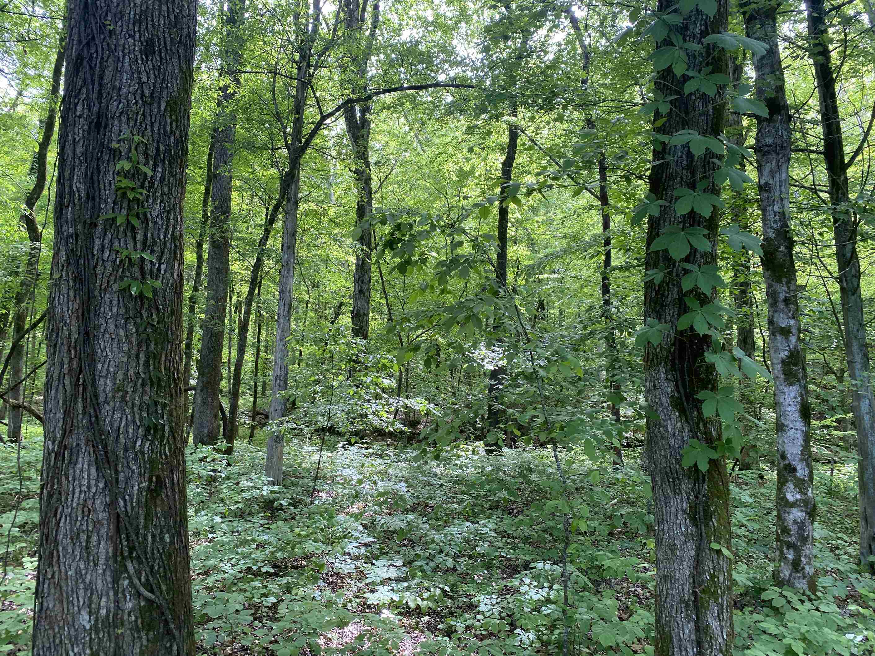 1 Lick Creek Road Linden, TN 37096 - Photo 19 of 39