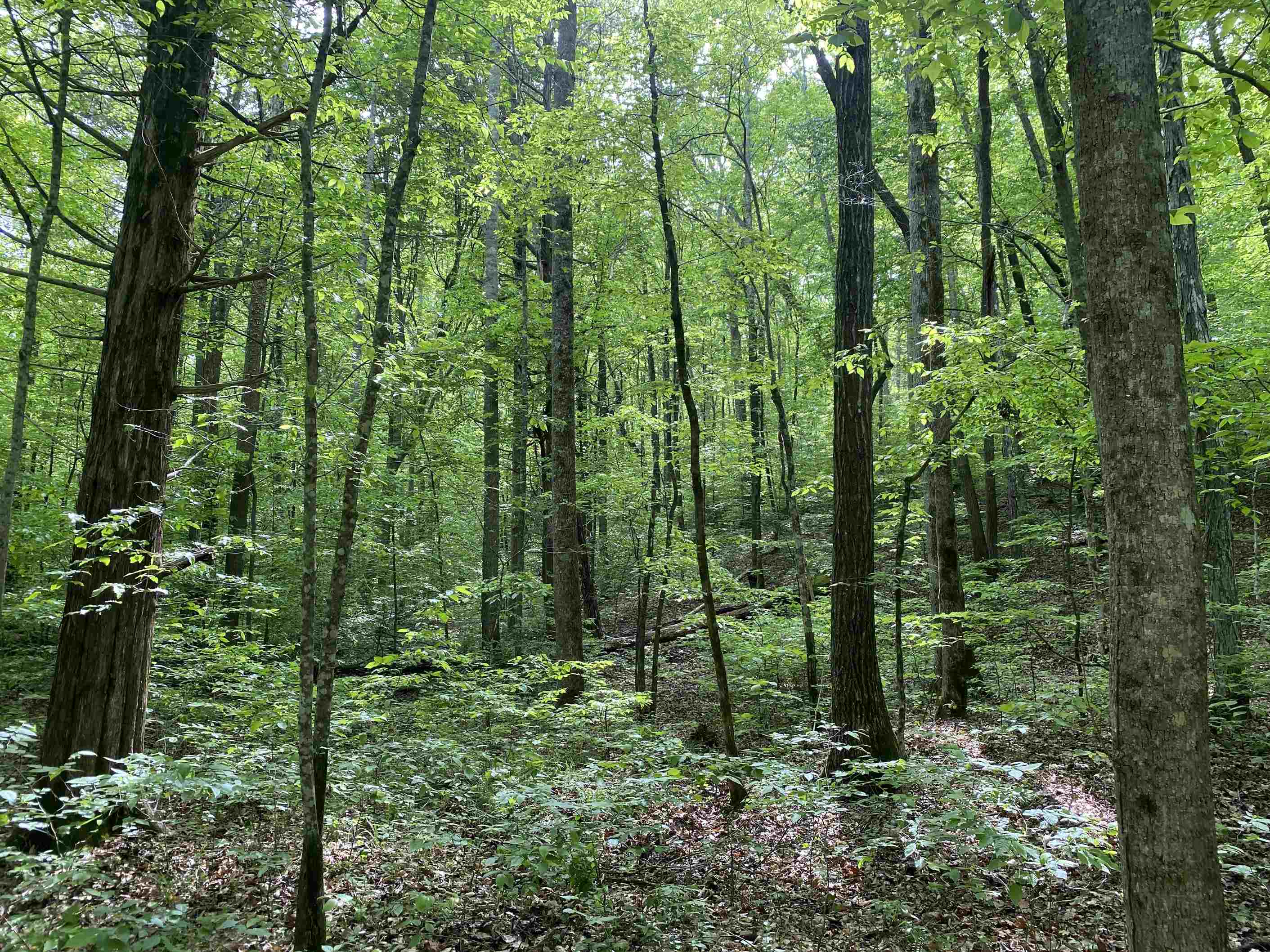 1 Lick Creek Road Linden, TN 37096 - Photo 24 of 39