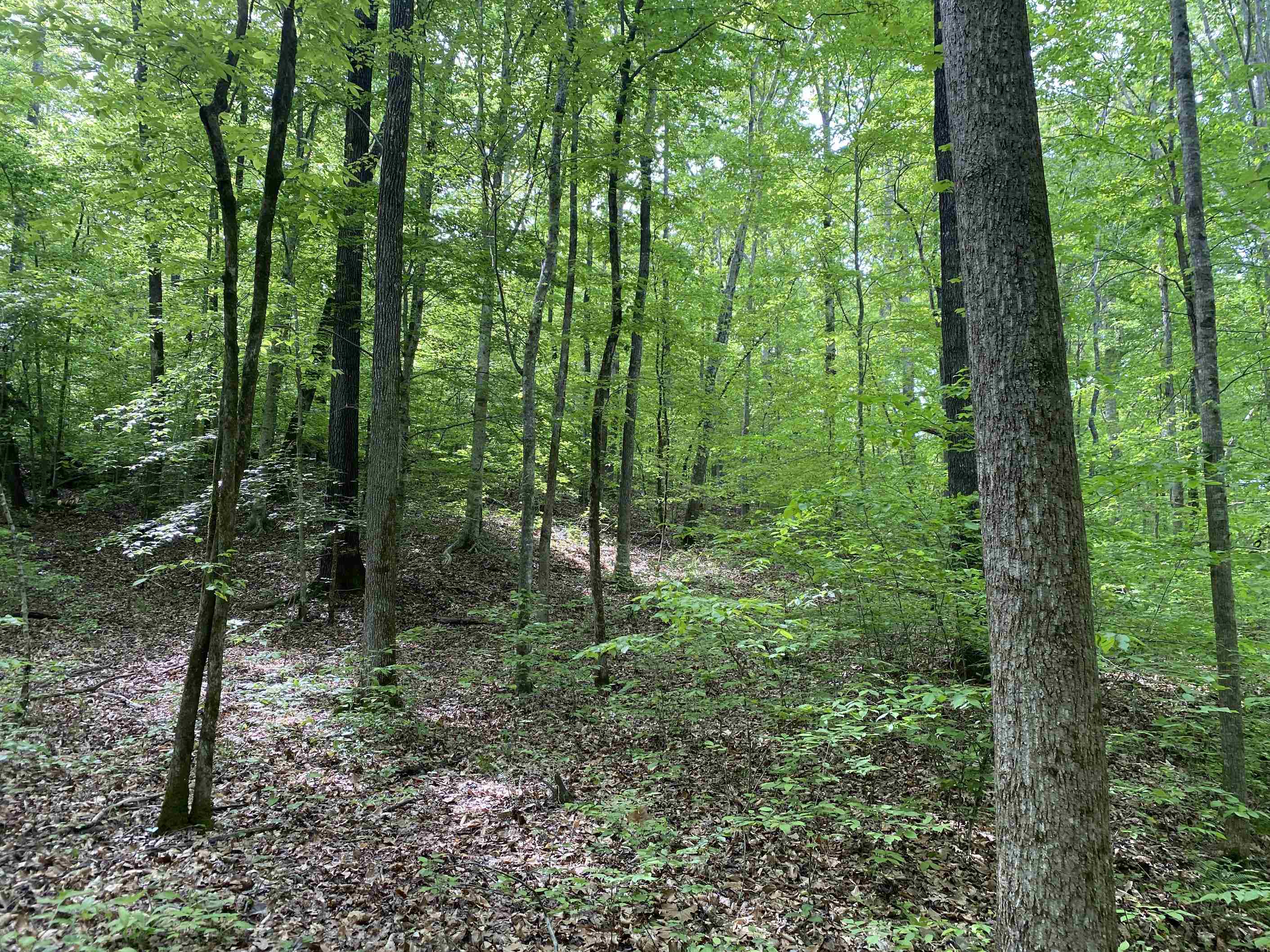 1 Lick Creek Road Linden, TN 37096 - Photo 25 of 39