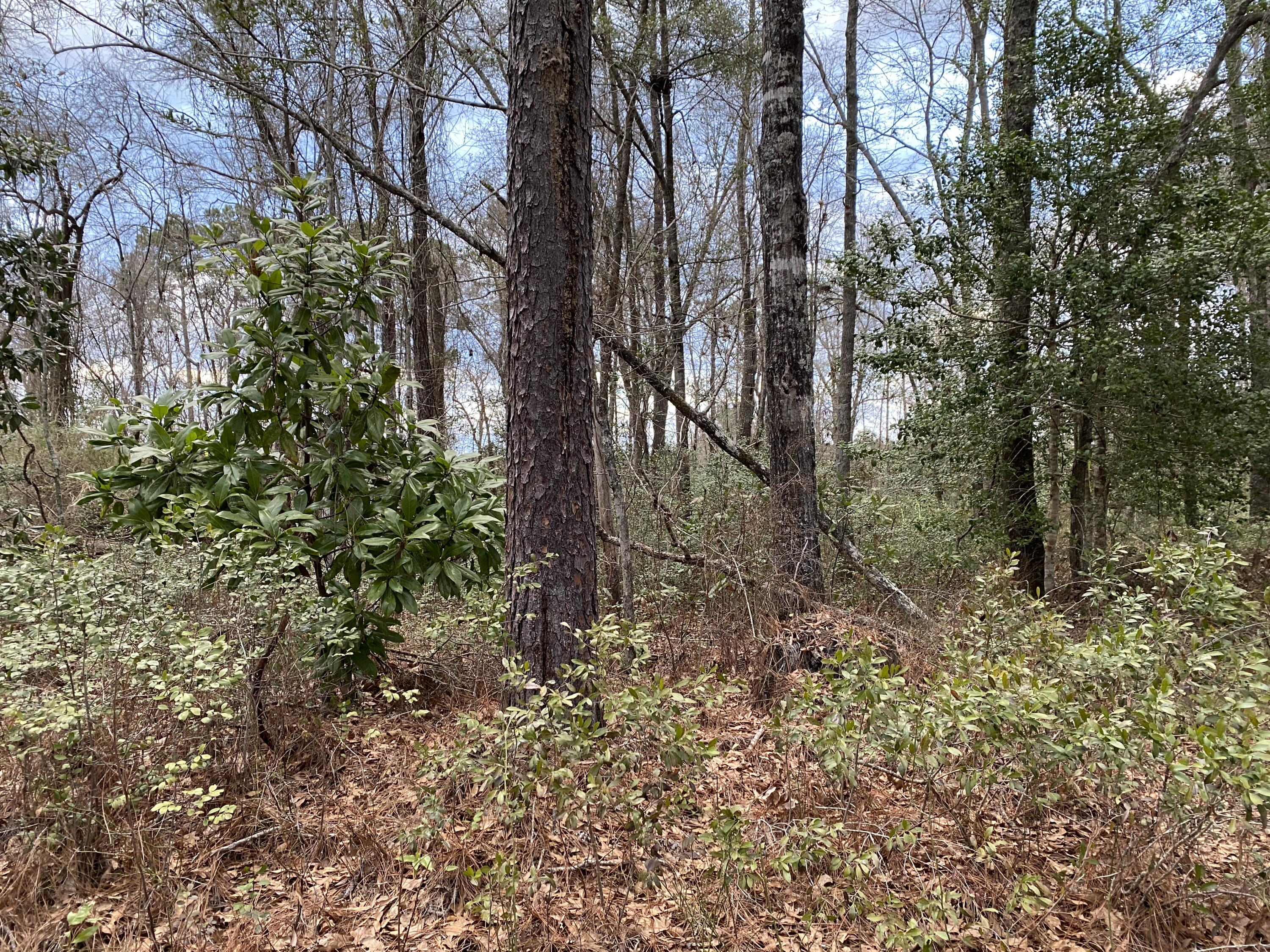 0 Muckenfus Road Cottageville, SC 29435 - Photo 1 of 14 First
