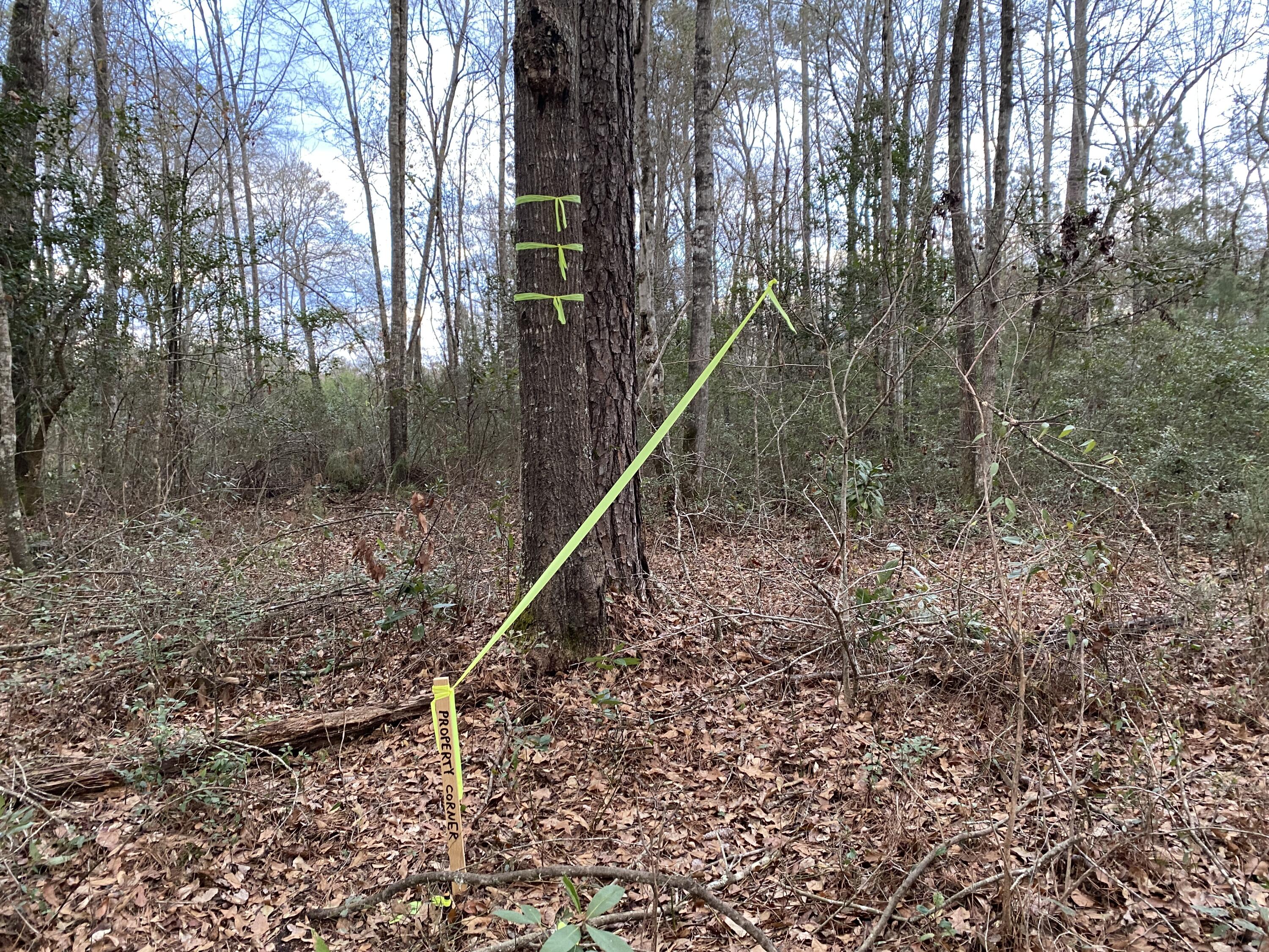 0 Muckenfus Road Cottageville, SC 29435 - Photo 11 of 14 Property corner, at end of the entran