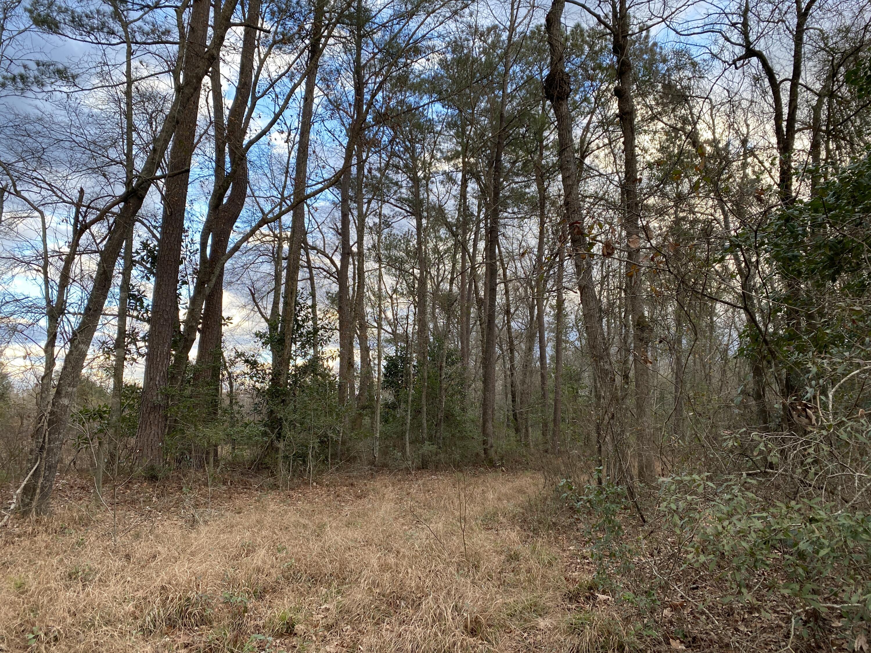 0 Muckenfus Road Cottageville, SC 29435 - Photo 14 of 14 6 a