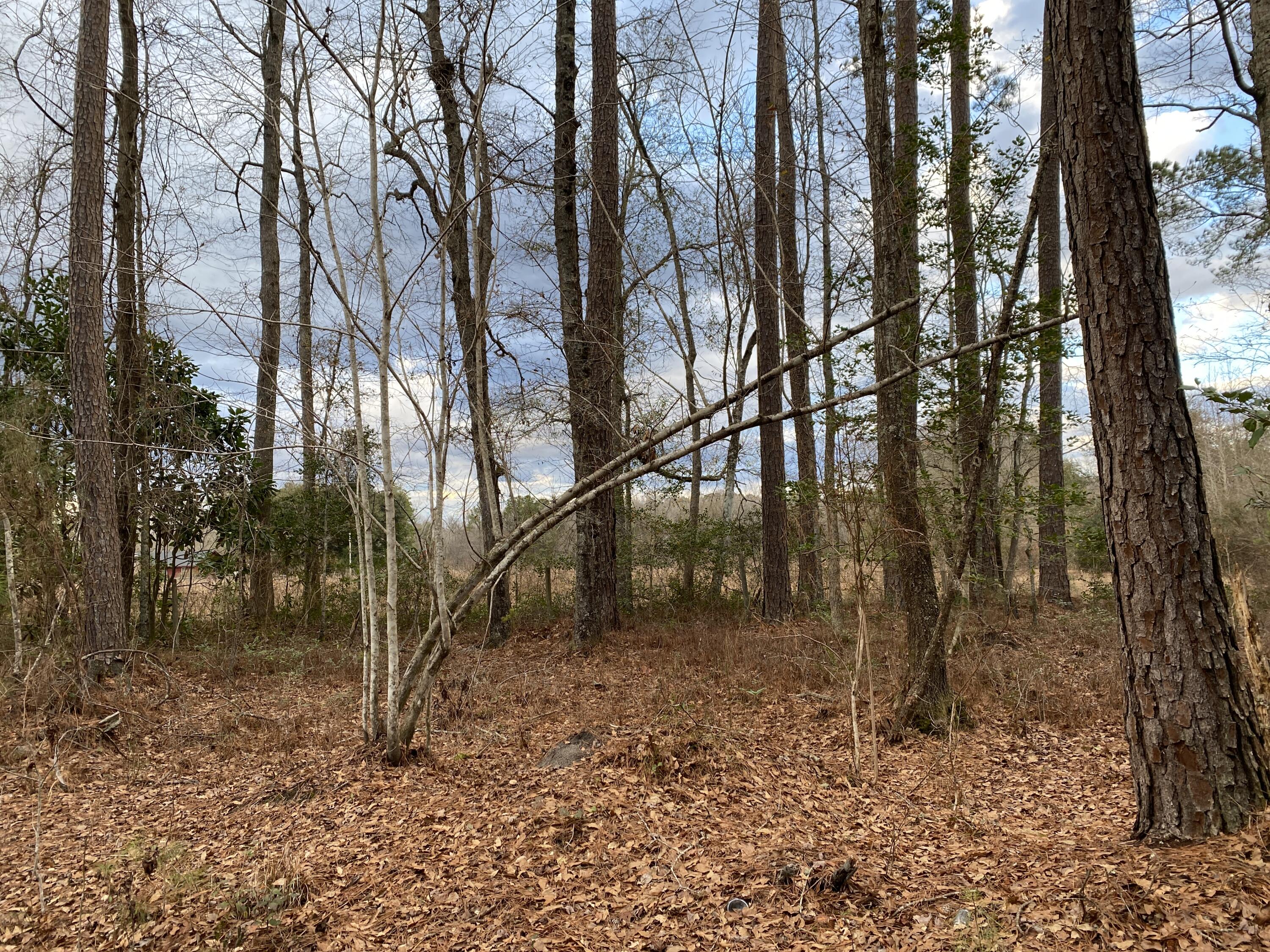 0 Muckenfus Road Cottageville, SC 29435 - Photo 5 of 14 6 Back of property