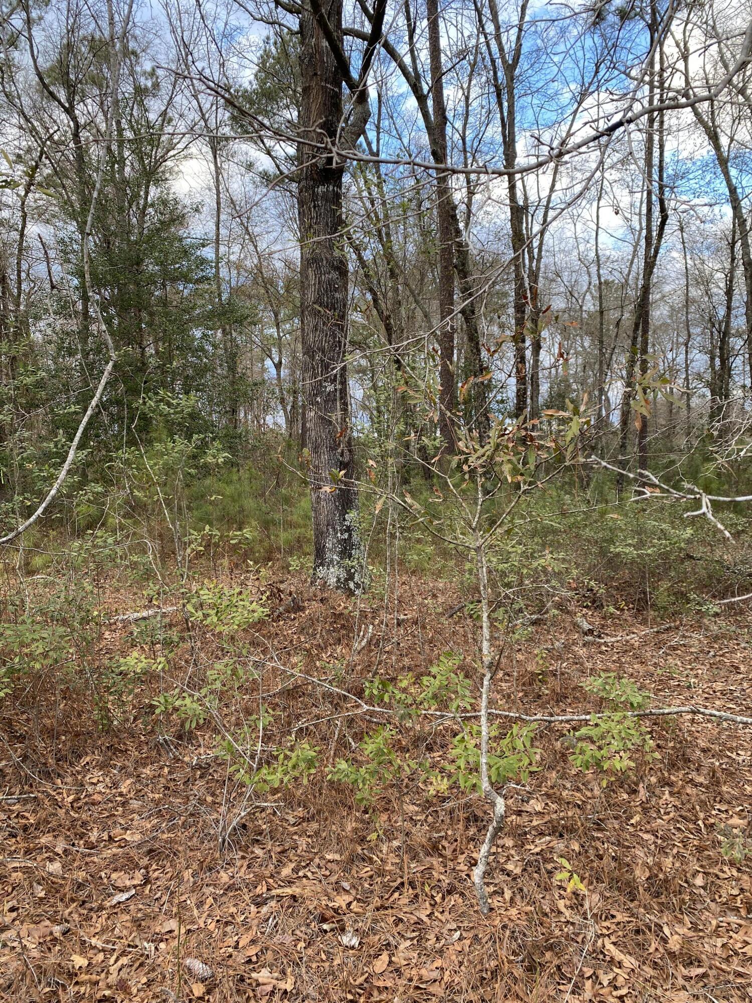 0 Muckenfus Road Cottageville, SC 29435 - Photo 7 of 14 2