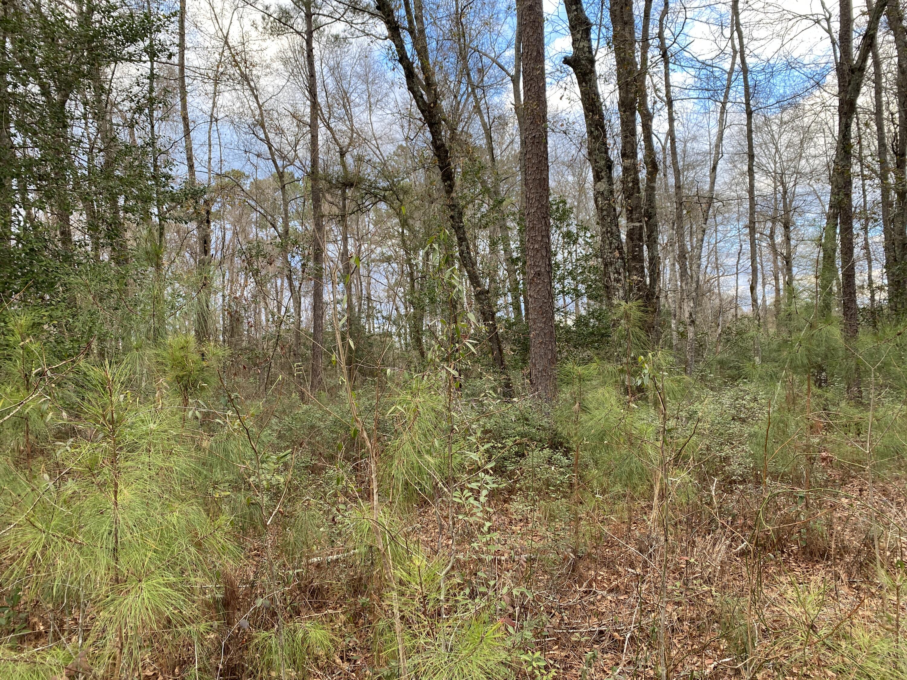 0 Muckenfus Road Cottageville, SC 29435 - Photo 8 of 14 3