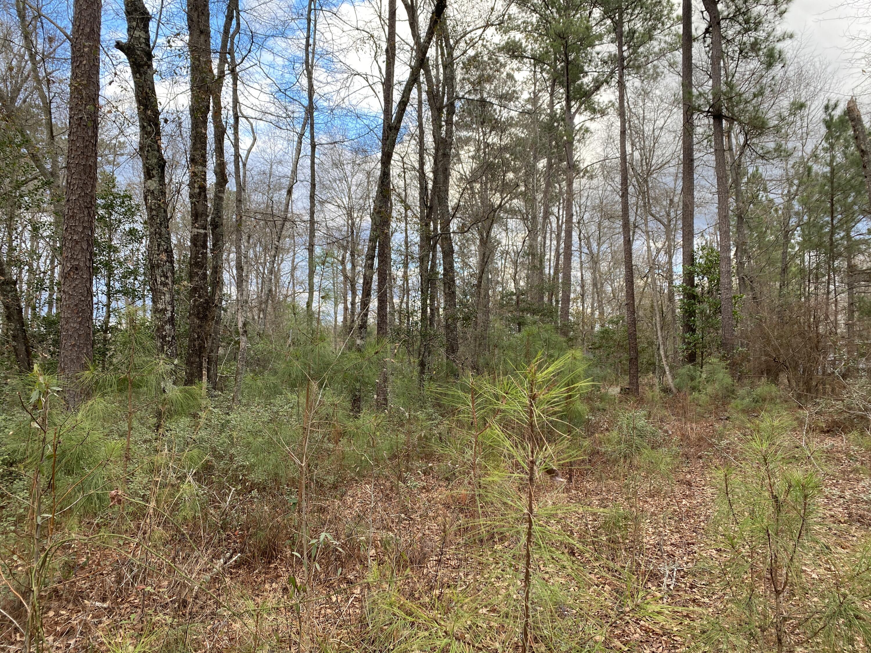0 Muckenfus Road Cottageville, SC 29435 - Photo 9 of 14 4