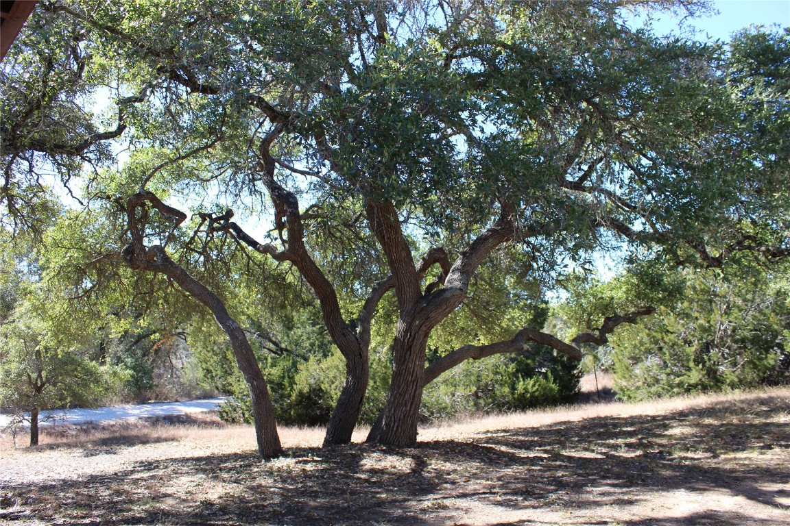 14111 South Green Hills Loop, Unit B Austin, TX 78737 - Photo 12 of 13 a view of a tree is standing in between of a house